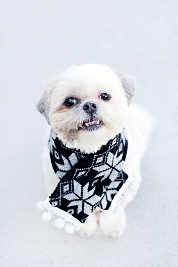 No-Sew-Doggy-Scarf-DIY