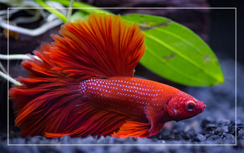 7 Best Small Fish Tanks for Betta Fish (Updated 2022)