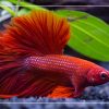 7 Best Small Fish Tanks for Betta Fish (Updated 2022)