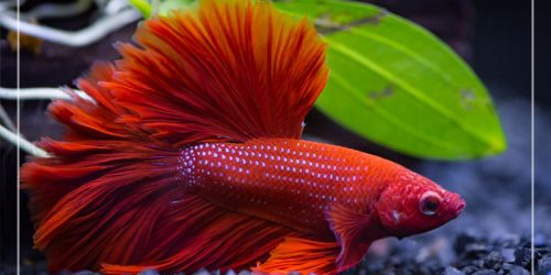 7 Best Small Fish Tanks for Betta Fish (Updated 2022)