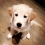 Meet Jimmy Fallon’s New Golden Retriever Puppy!